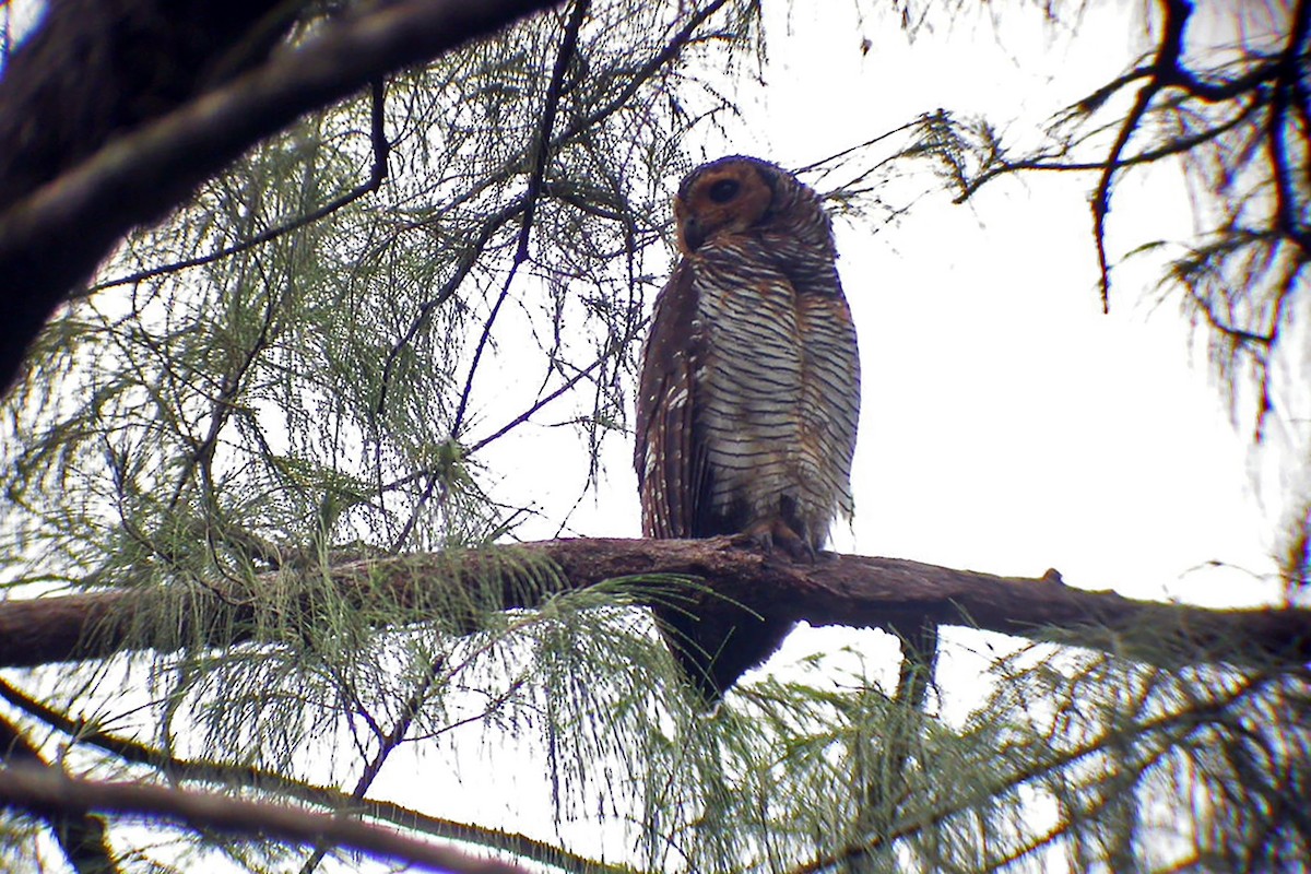 Spotted Wood-Owl - ML646036536