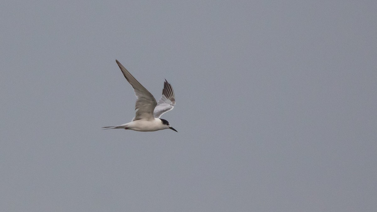 Common Tern - ML646036544