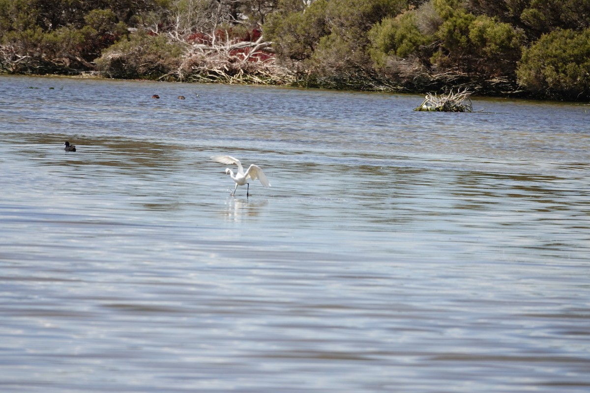 Little Egret - ML646036567