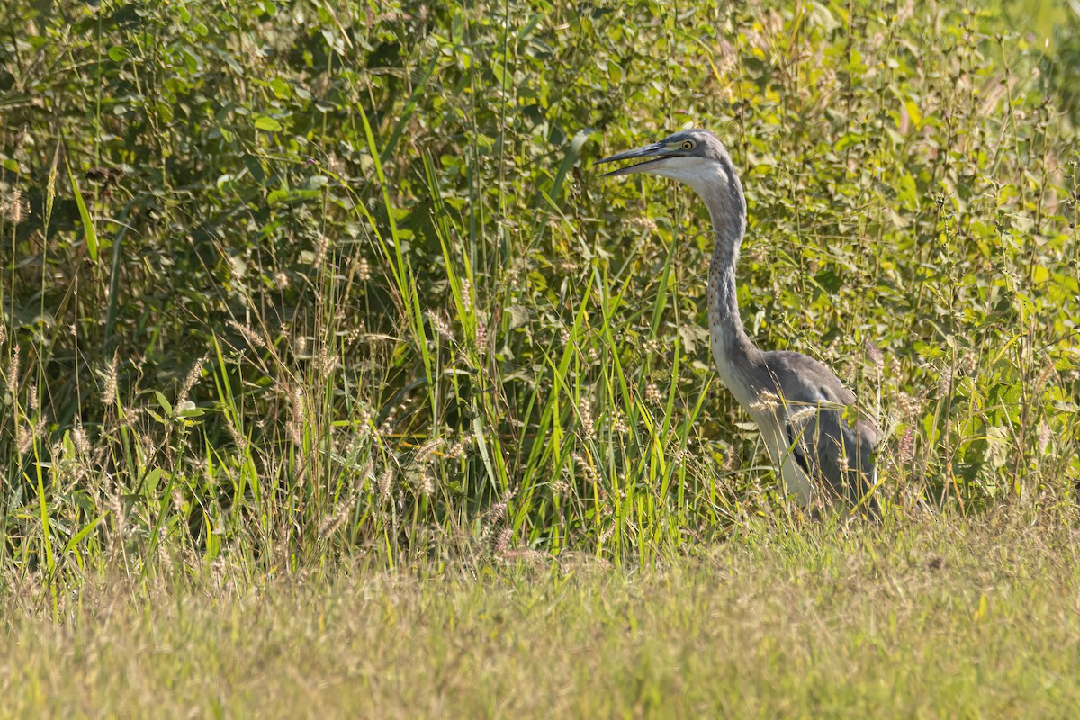 Héron mélanocéphale - ML646036570
