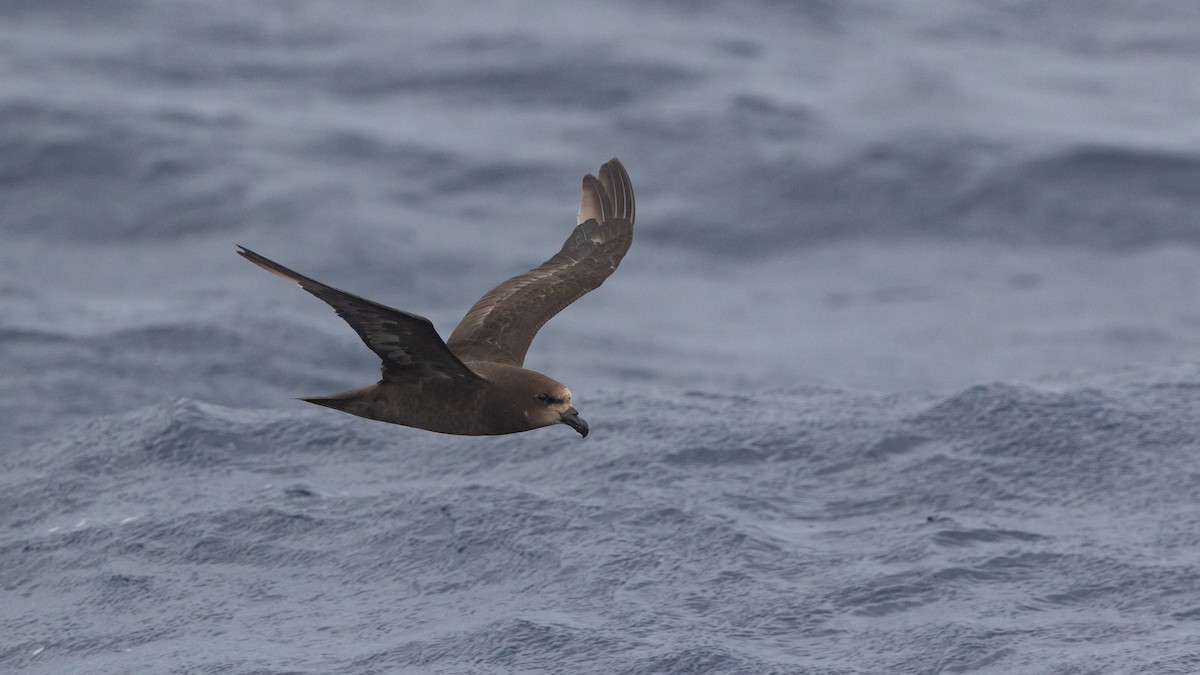 Gray-faced Petrel - ML646036579