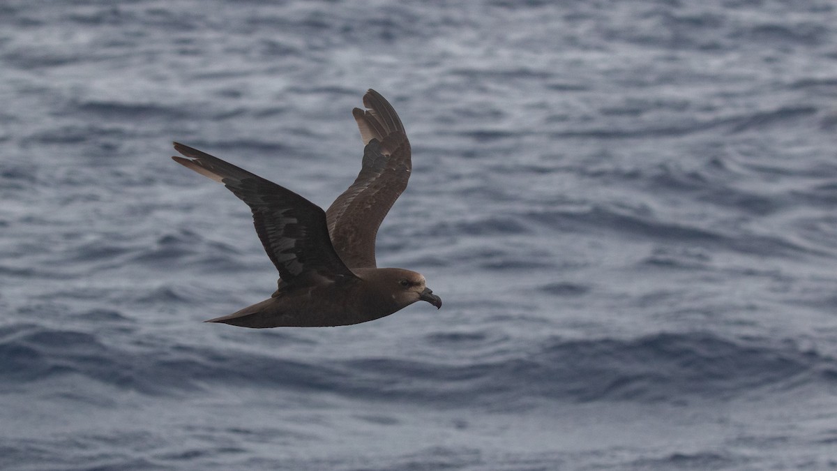 Gray-faced Petrel - ML646036580