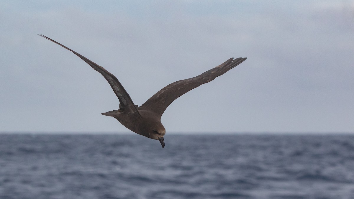Gray-faced Petrel - ML646036582