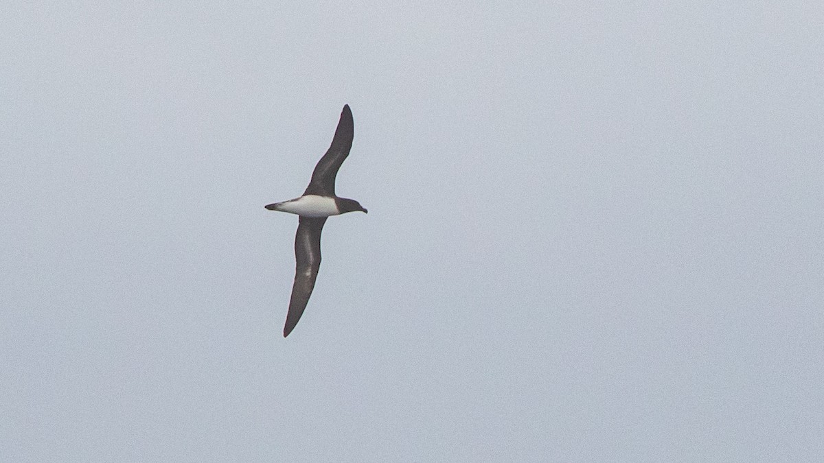 Tahiti Petrel - ML646036596