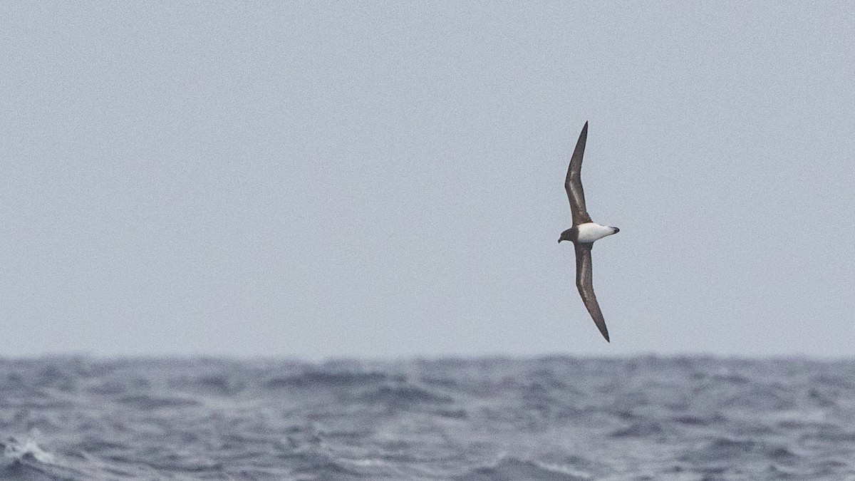 Tahiti Petrel - ML646036597