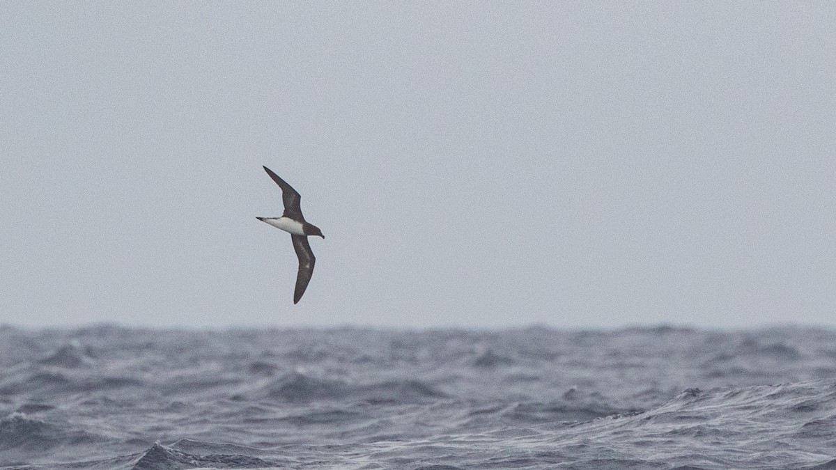 Tahiti Petrel - ML646036599