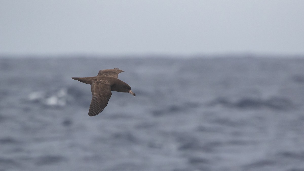Flesh-footed Shearwater - ML646036602