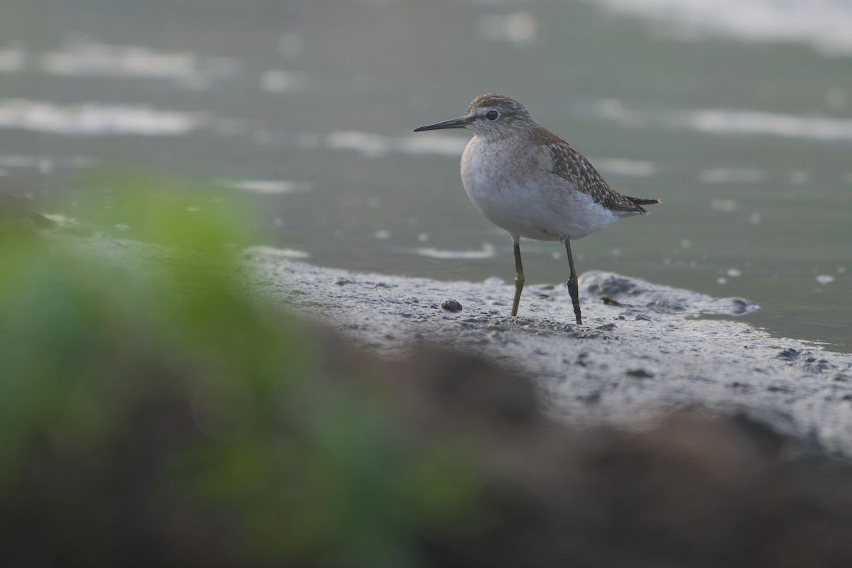 vodouš bahenní - ML646036603