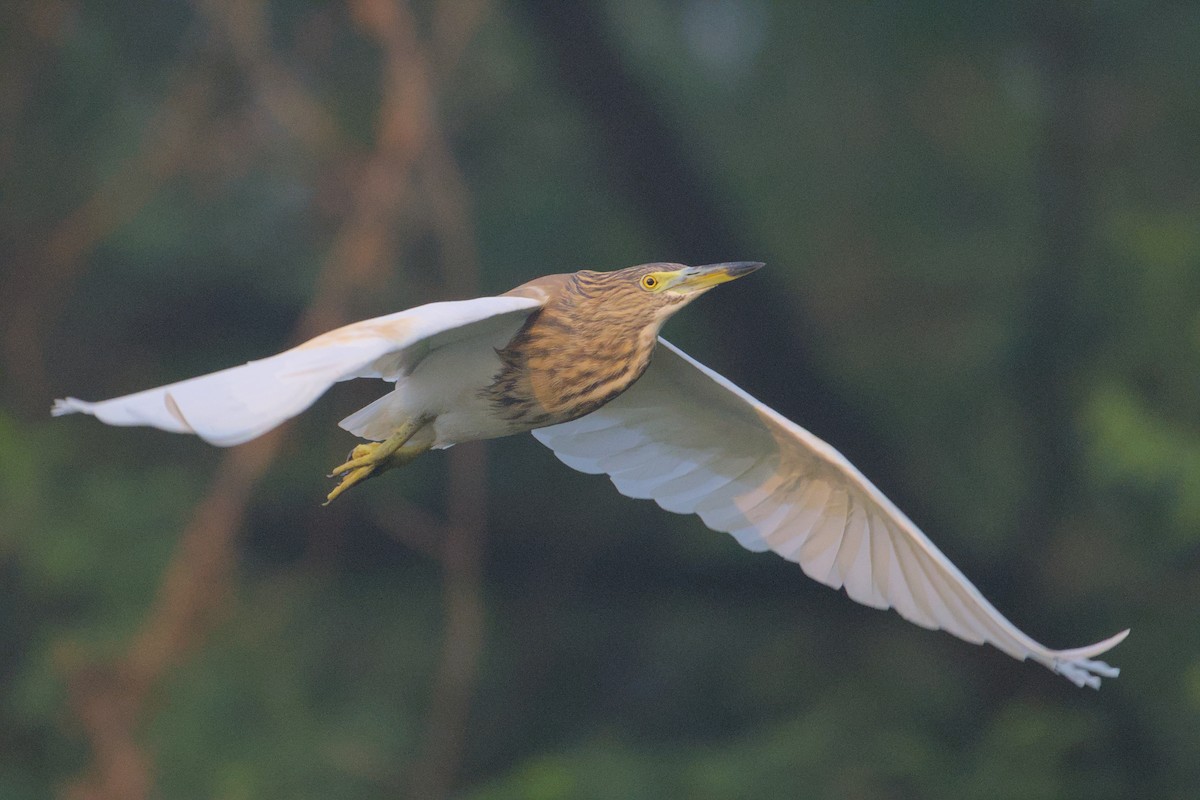 Indian Pond-Heron - ML646036604