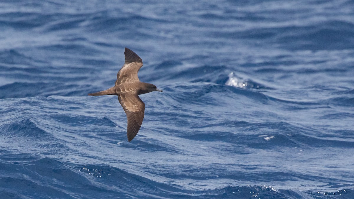 Wedge-tailed Shearwater - ML646036605