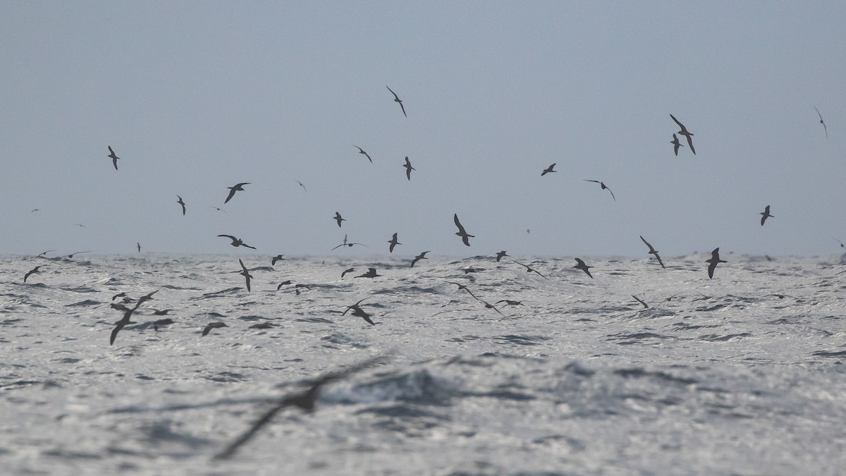 Wedge-tailed Shearwater - ML646036606