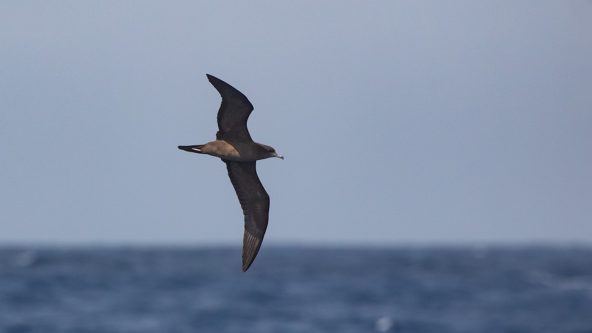 Wedge-tailed Shearwater - ML646036607