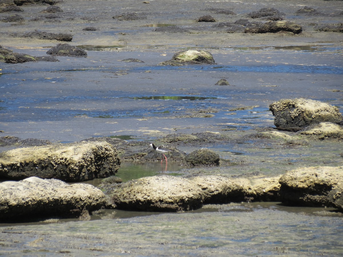 Pied Stilt - ML646036610