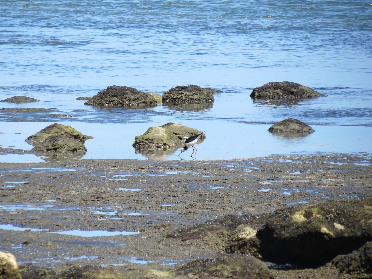 Pied Stilt - ML646036611