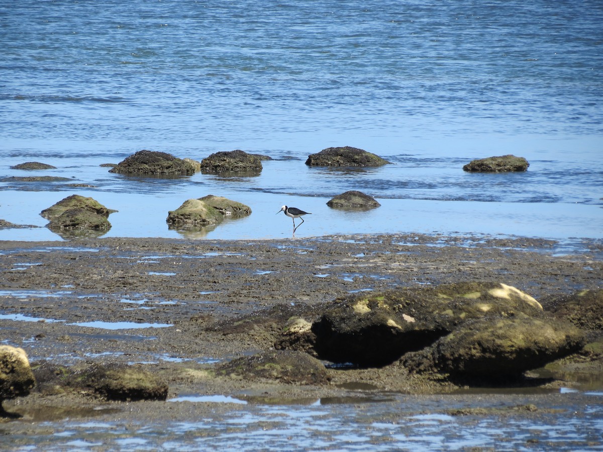 Pied Stilt - ML646036612