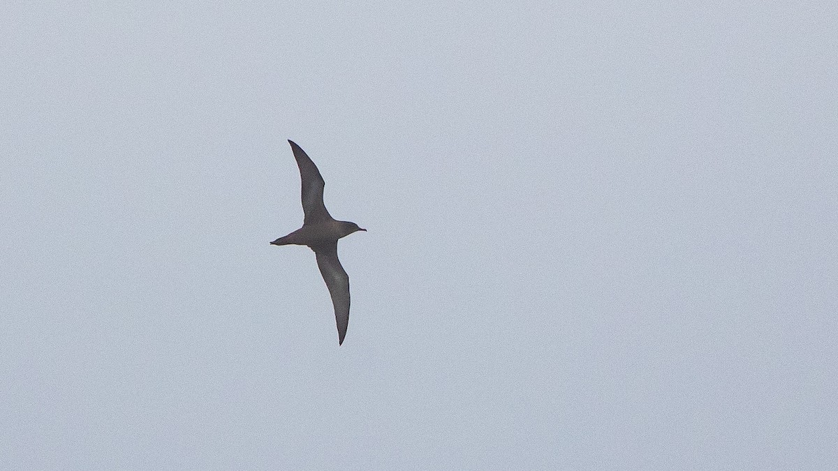 Short-tailed Shearwater - ML646036614