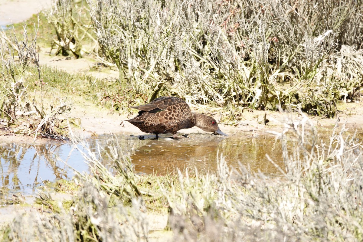 アオクビコガモ - ML646036615