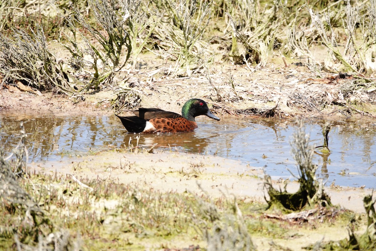 アオクビコガモ - ML646036619