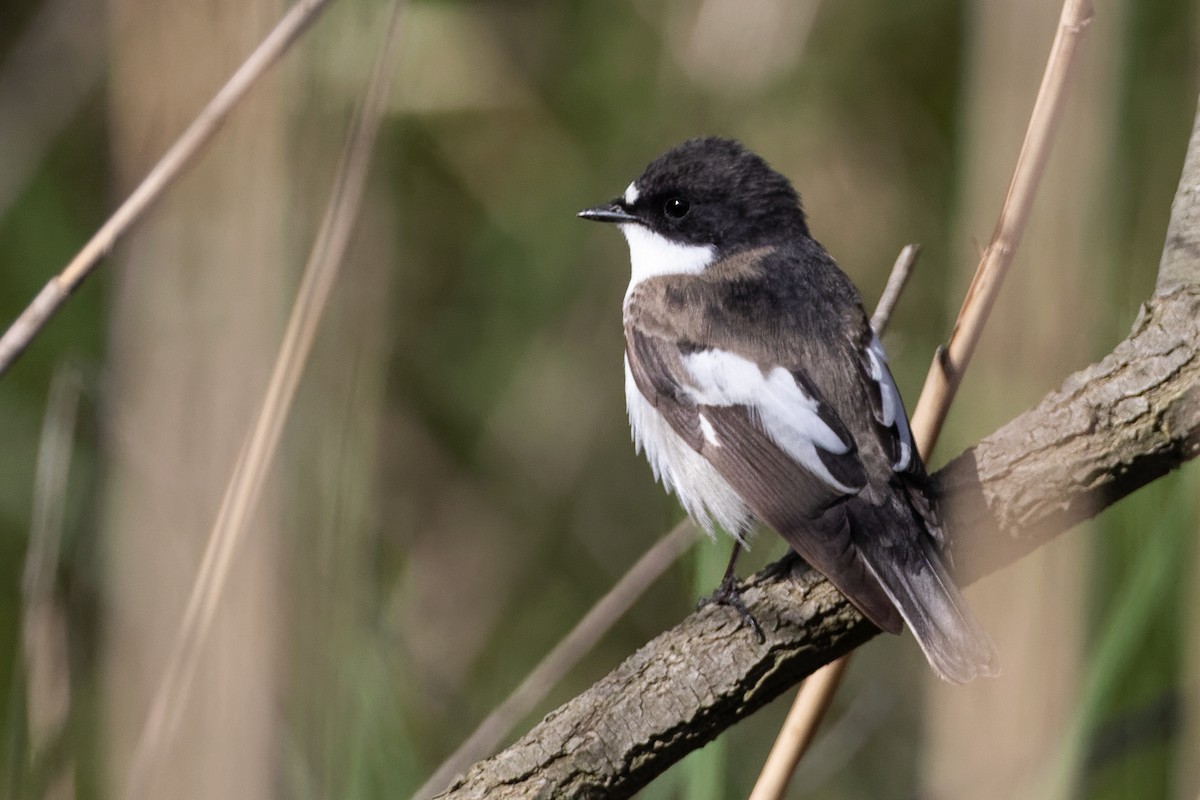 Balia nera - ML646036620