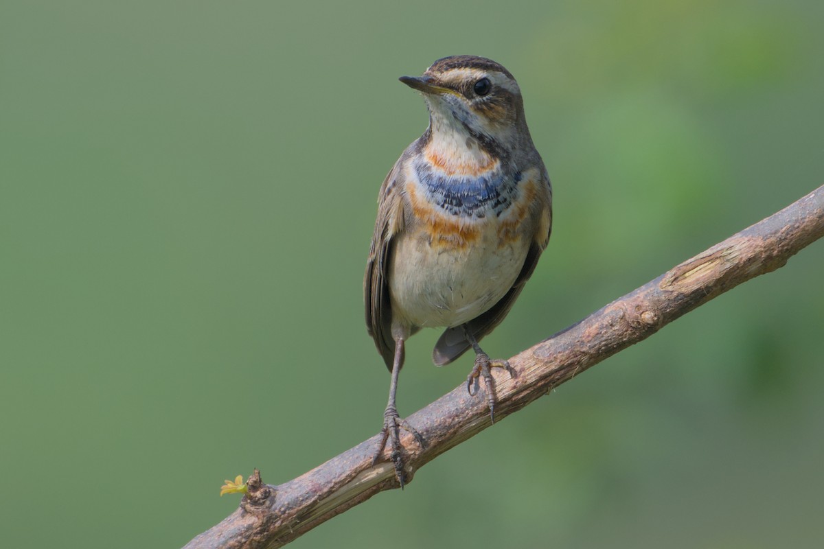 Bluethroat - ML646036627