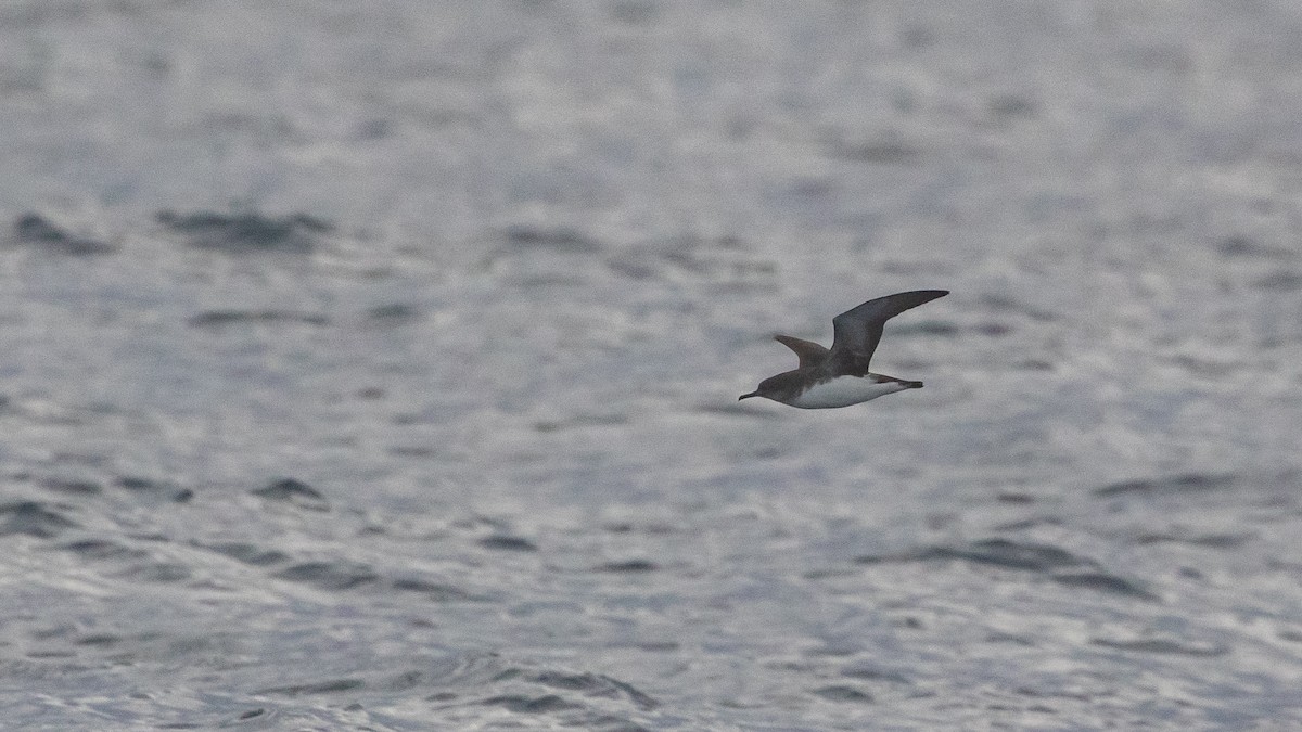 Hutton's Shearwater - ML646036628