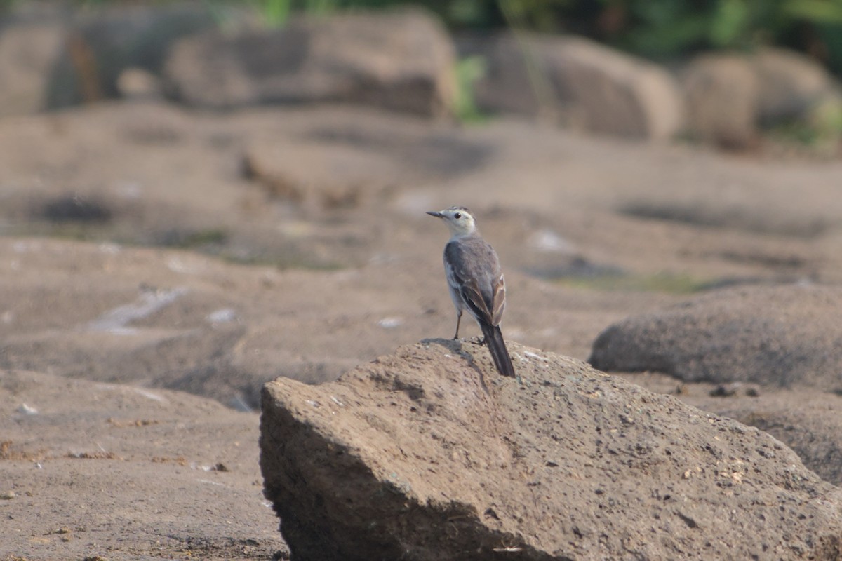 White Wagtail - ML646036629