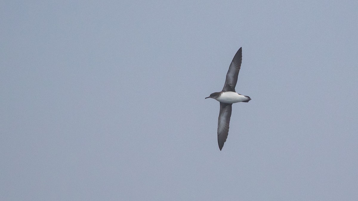 Fluttering Shearwater - ML646036630