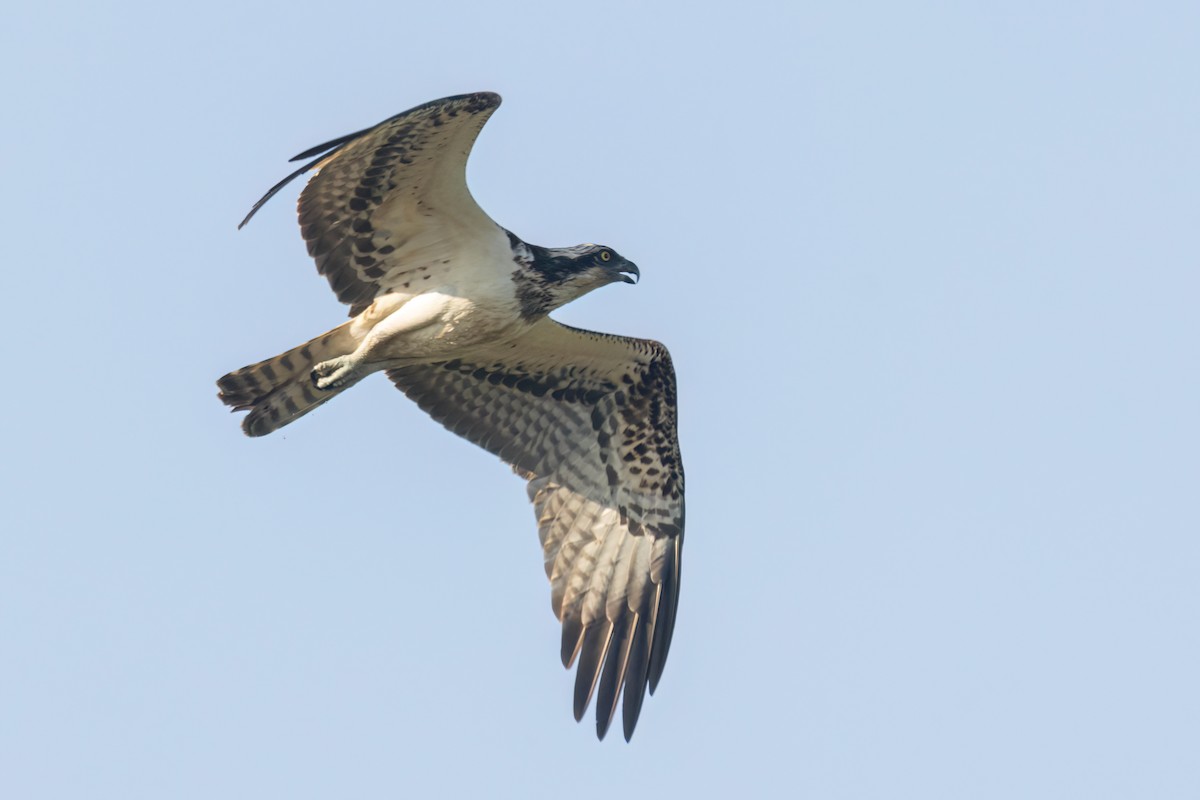 Osprey - ML646036631