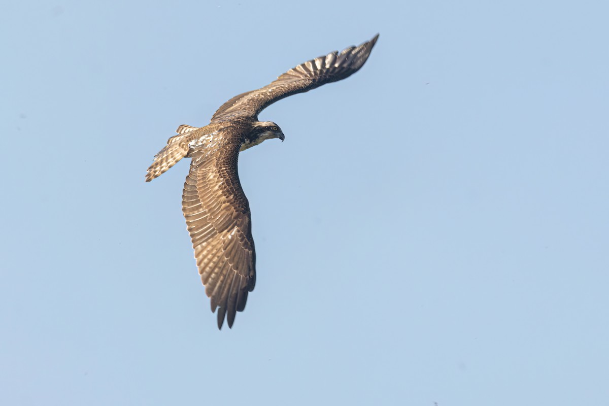 Osprey - ML646036632