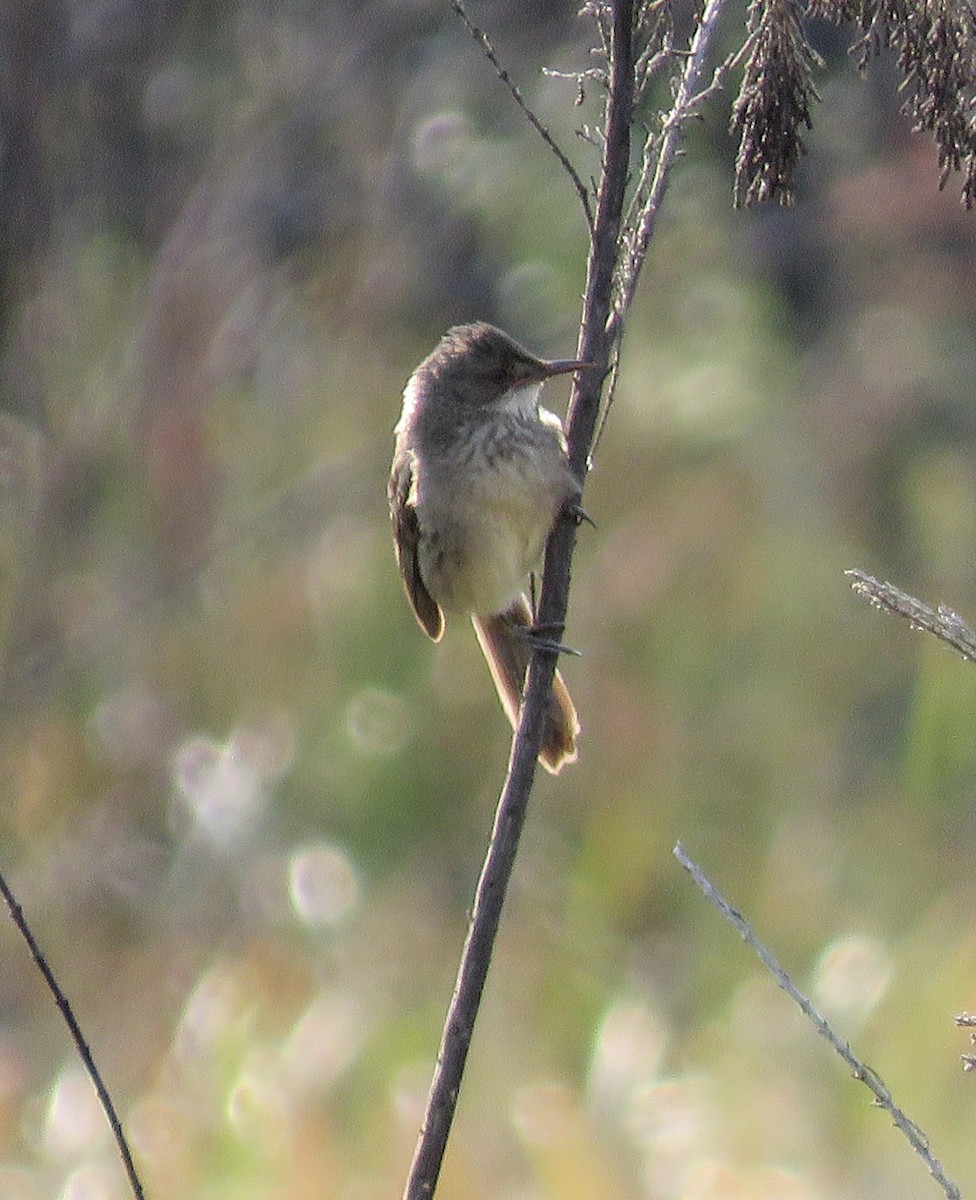 Madagascar Swamp Warbler - ML646036633
