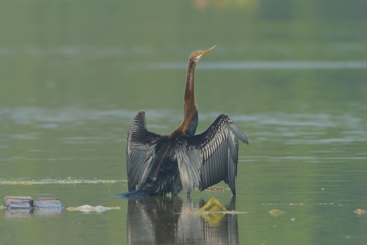 Oriental Darter - ML646036634