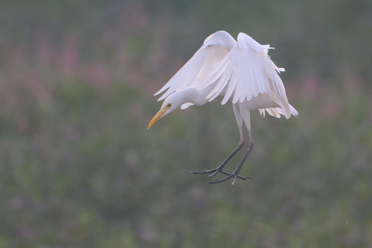 Eastern Cattle-Egret - ML646036635