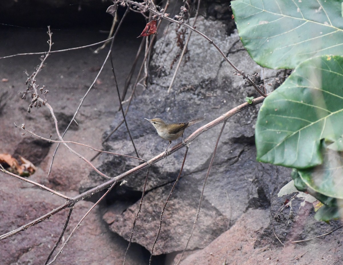 Sykes's Warbler - ML646036636