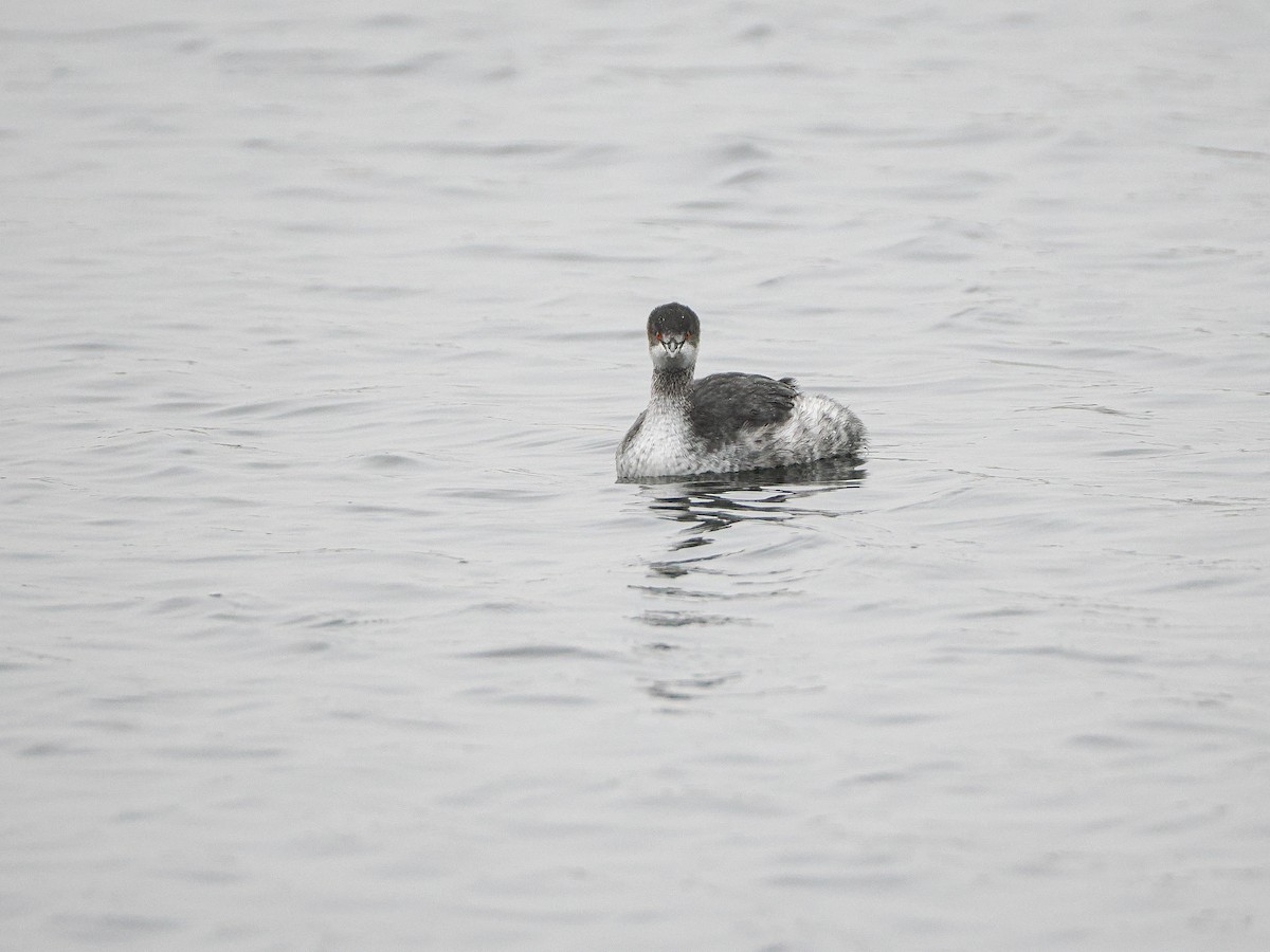Eared Grebe - ML646036637