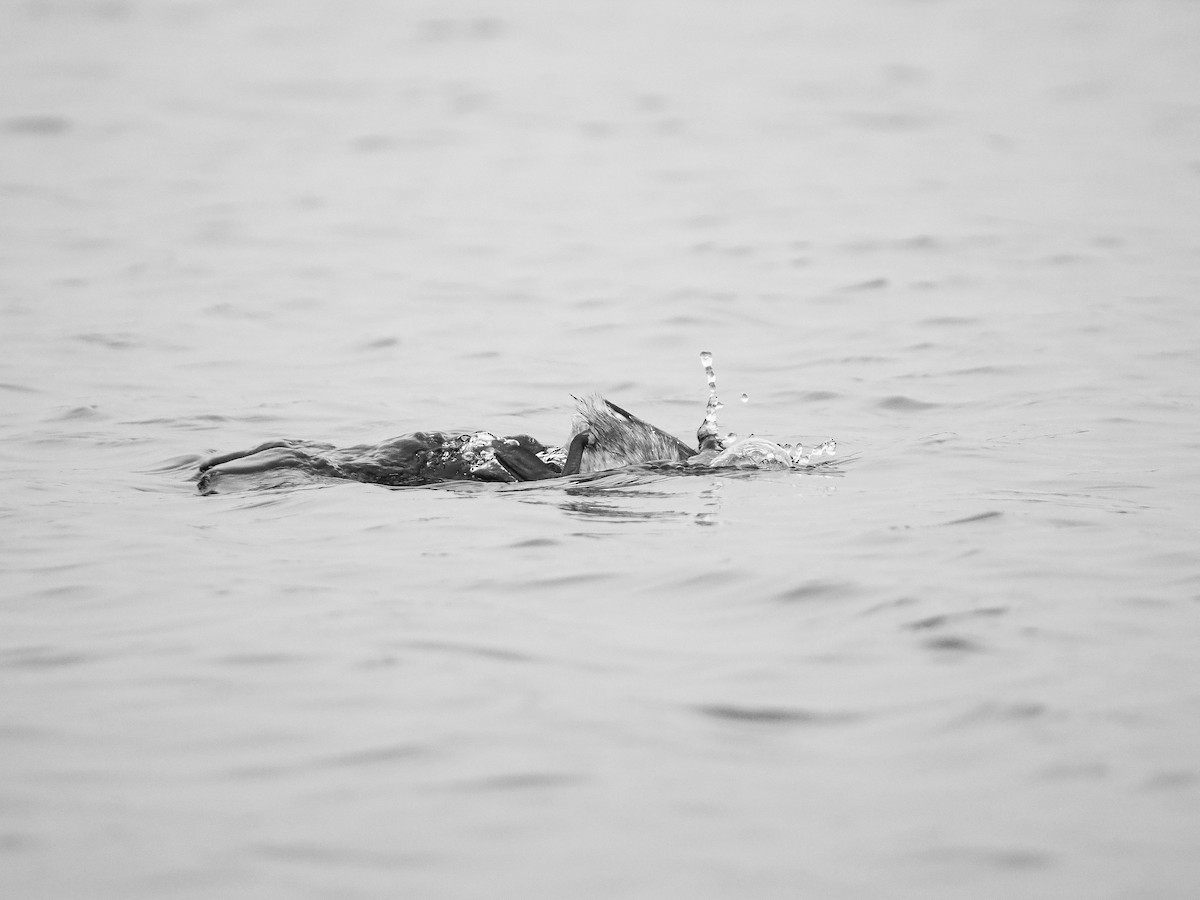 Eared Grebe - ML646036638