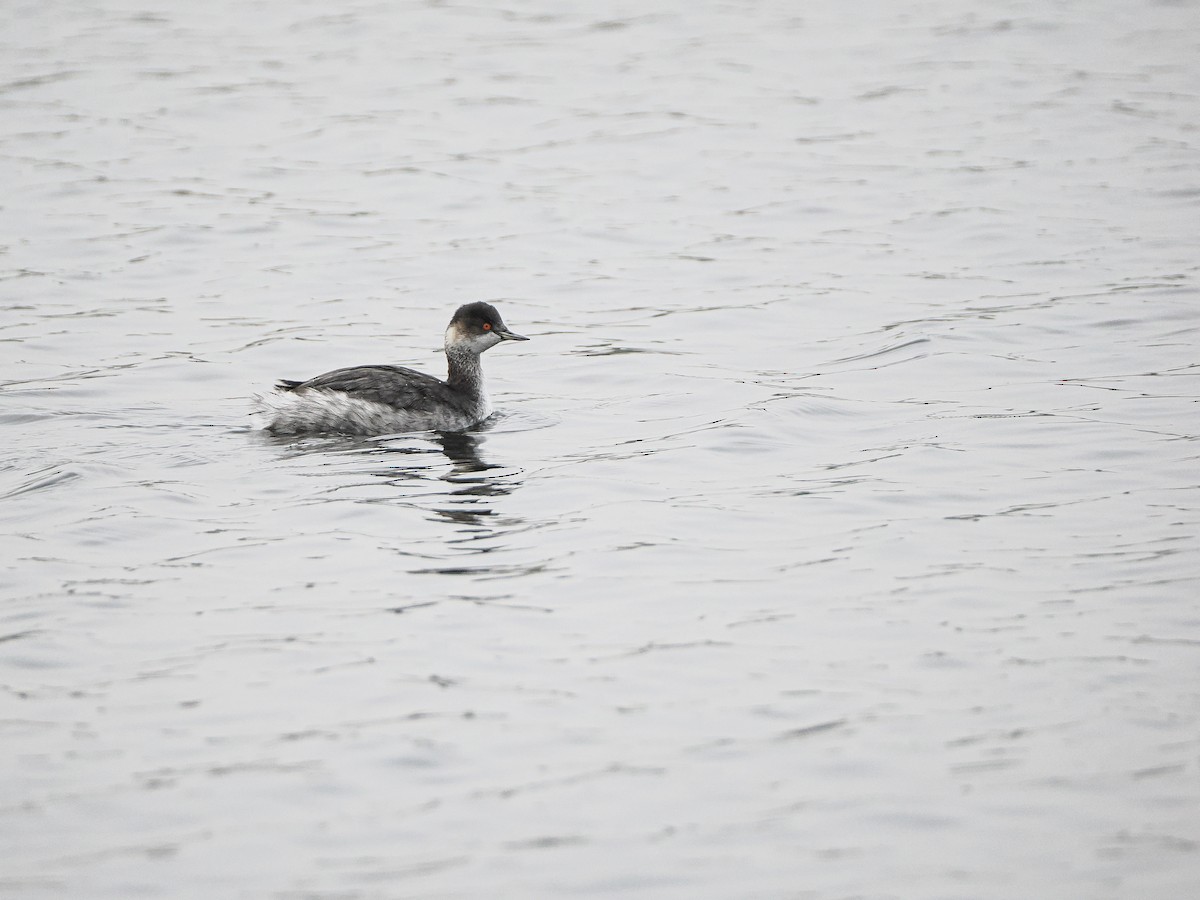 Eared Grebe - ML646036639