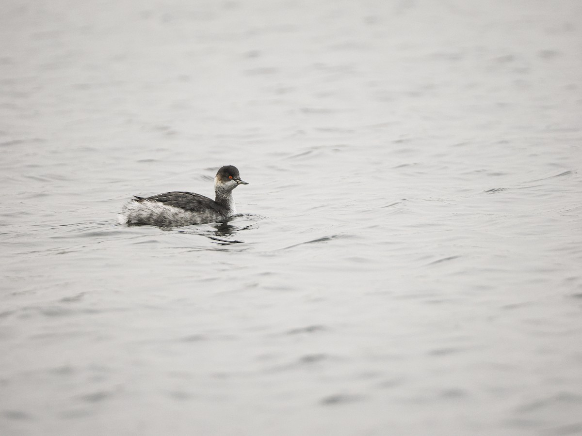 Eared Grebe - ML646036640