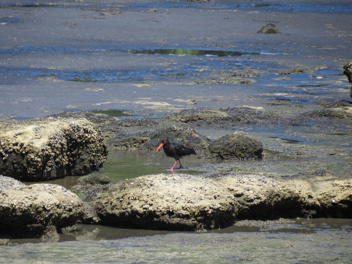 Variable Oystercatcher - ML646036642