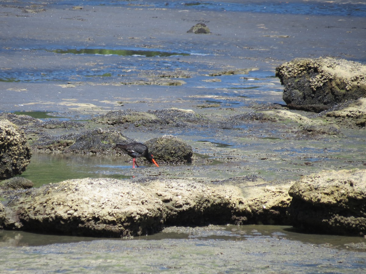 Variable Oystercatcher - ML646036643