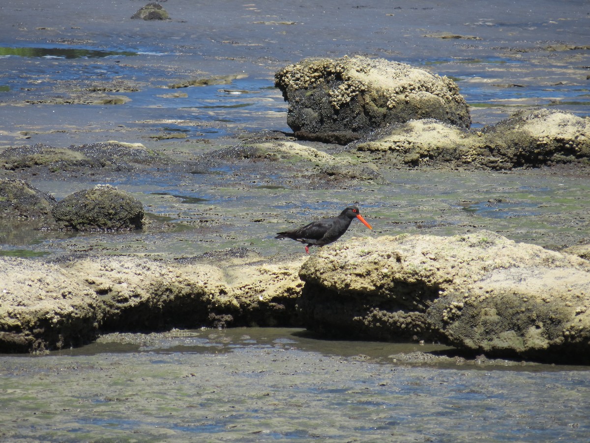 Variable Oystercatcher - ML646036644
