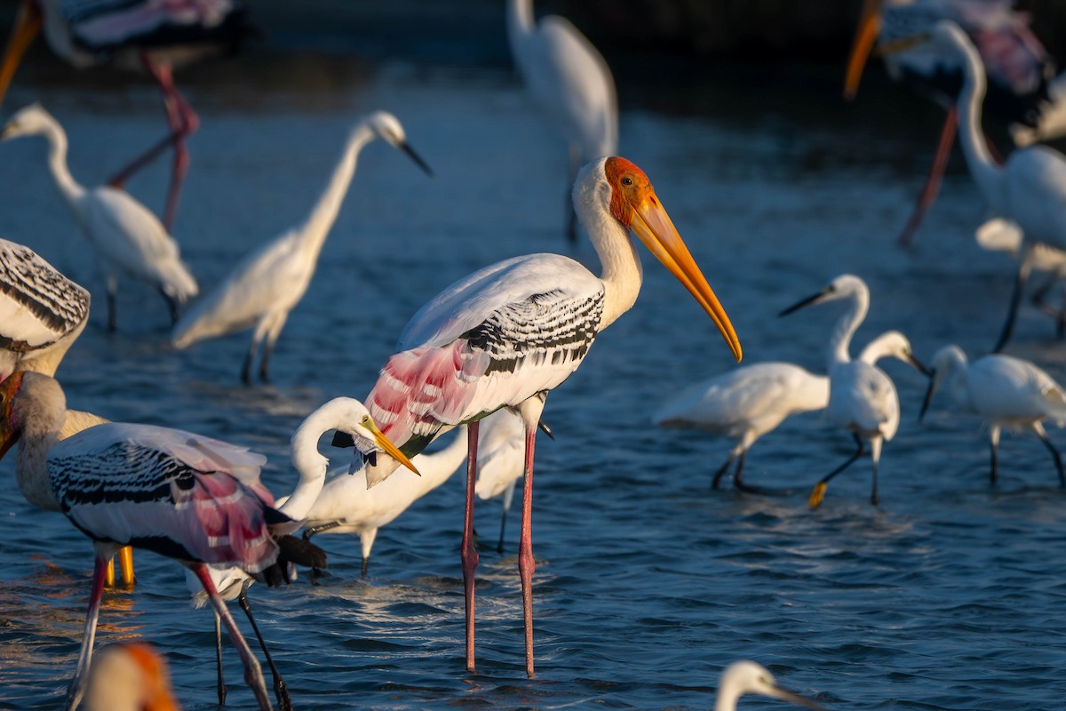 Painted Stork - ML646036645
