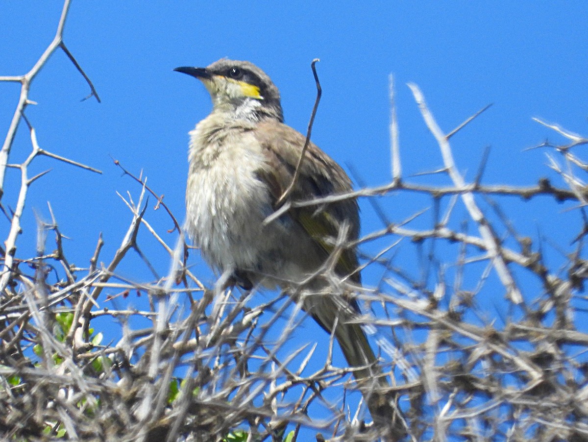 Singing Honeyeater - ML646036646