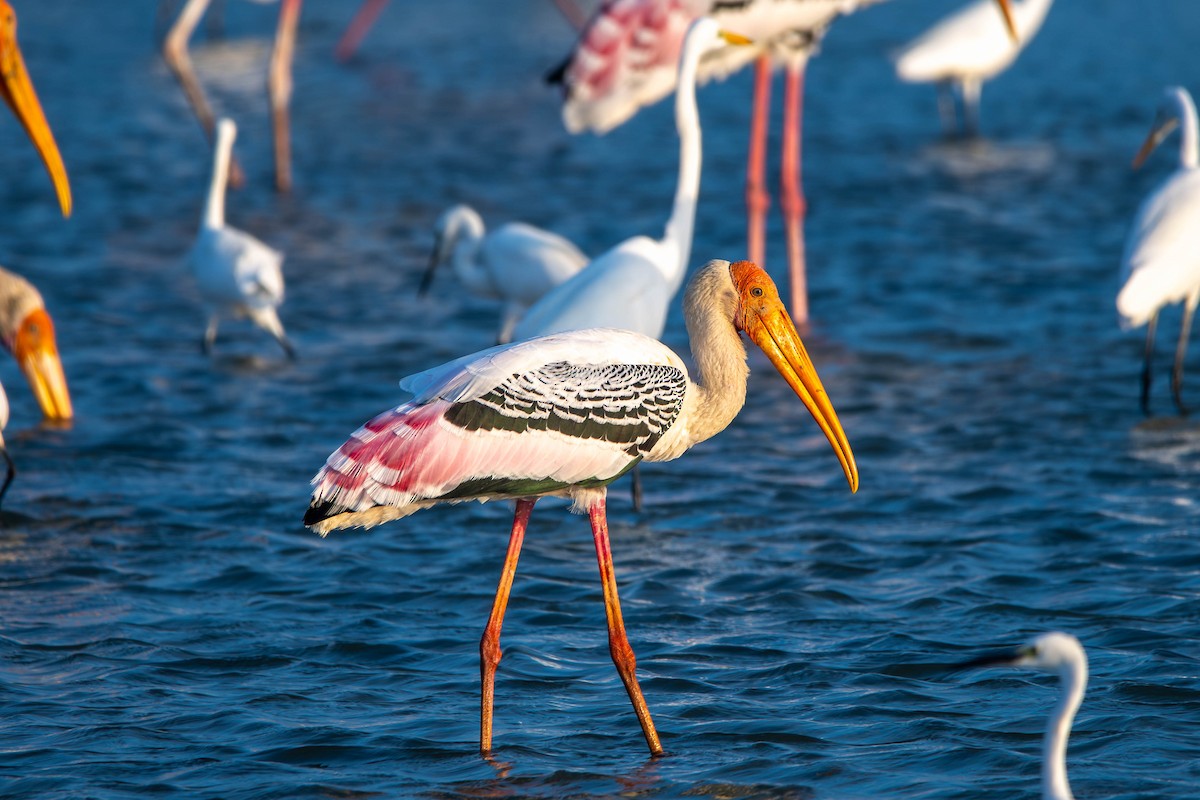 Painted Stork - ML646036647