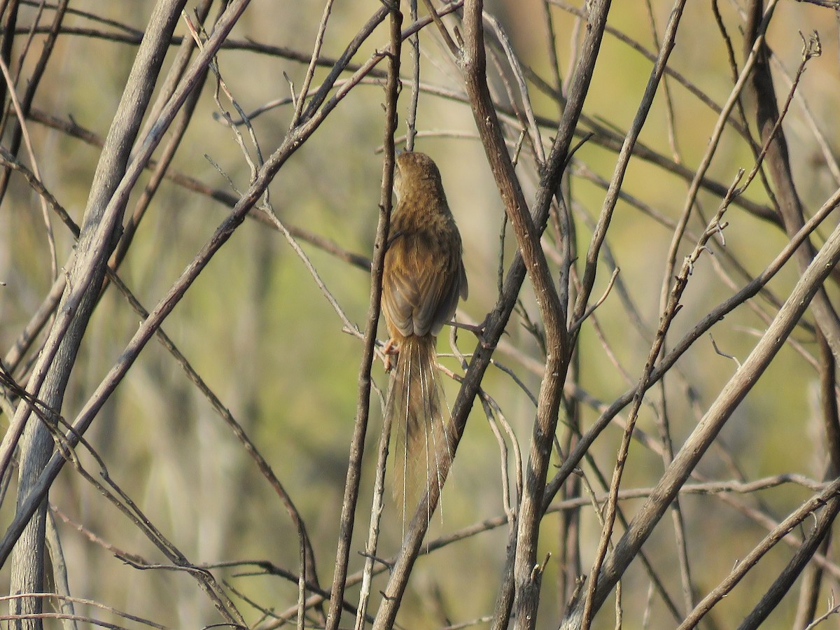 Gray Emutail - ML646036649