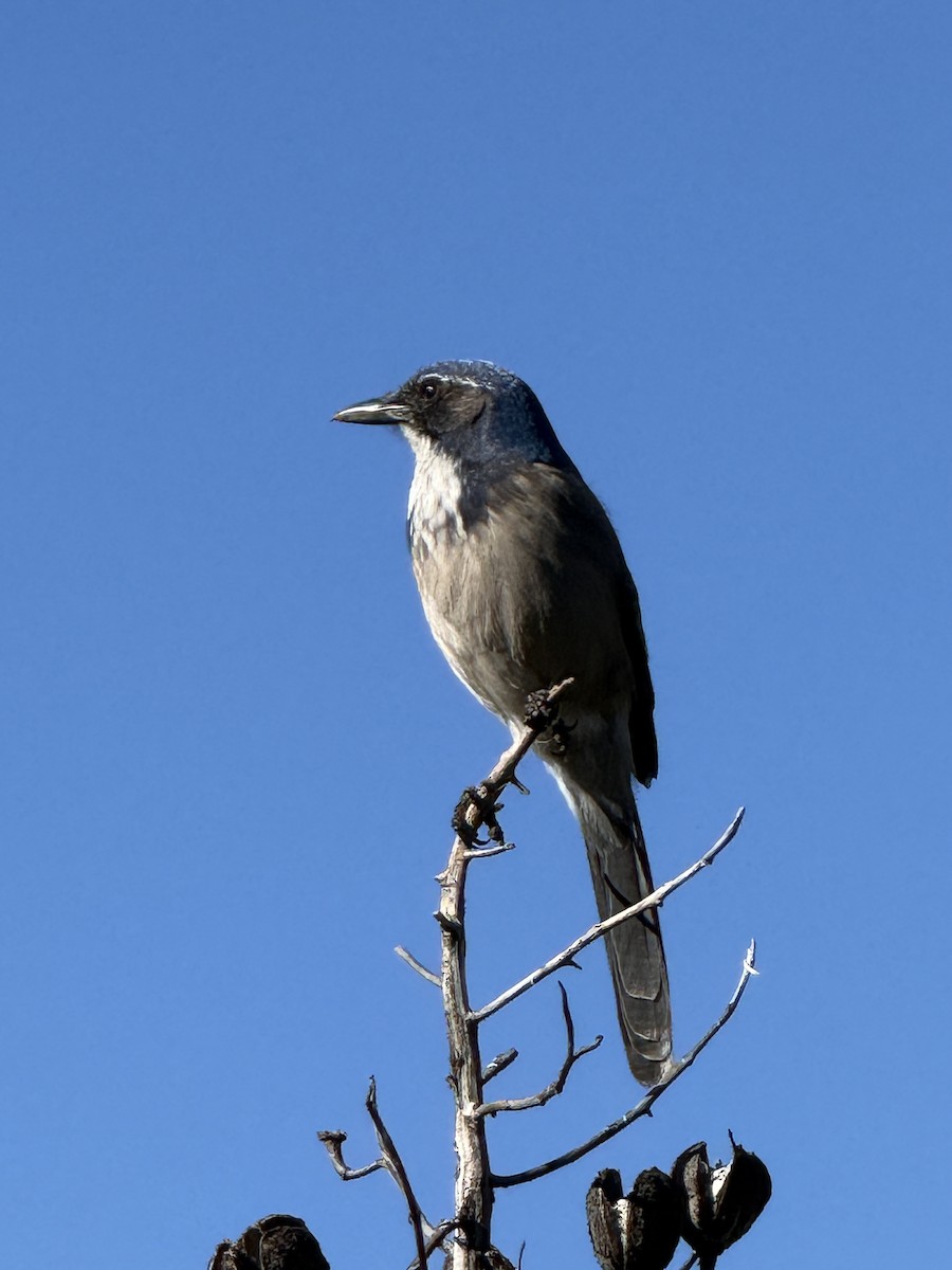 California Scrub-Jay - ML646036652