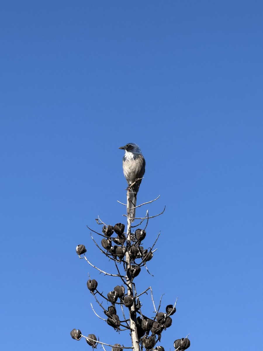 California Scrub-Jay - ML646036653