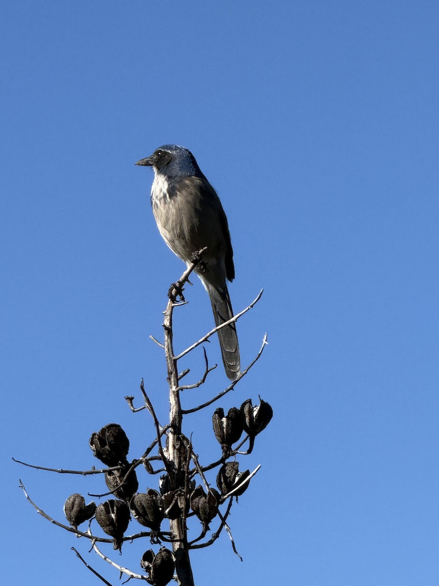 California Scrub-Jay - ML646036654