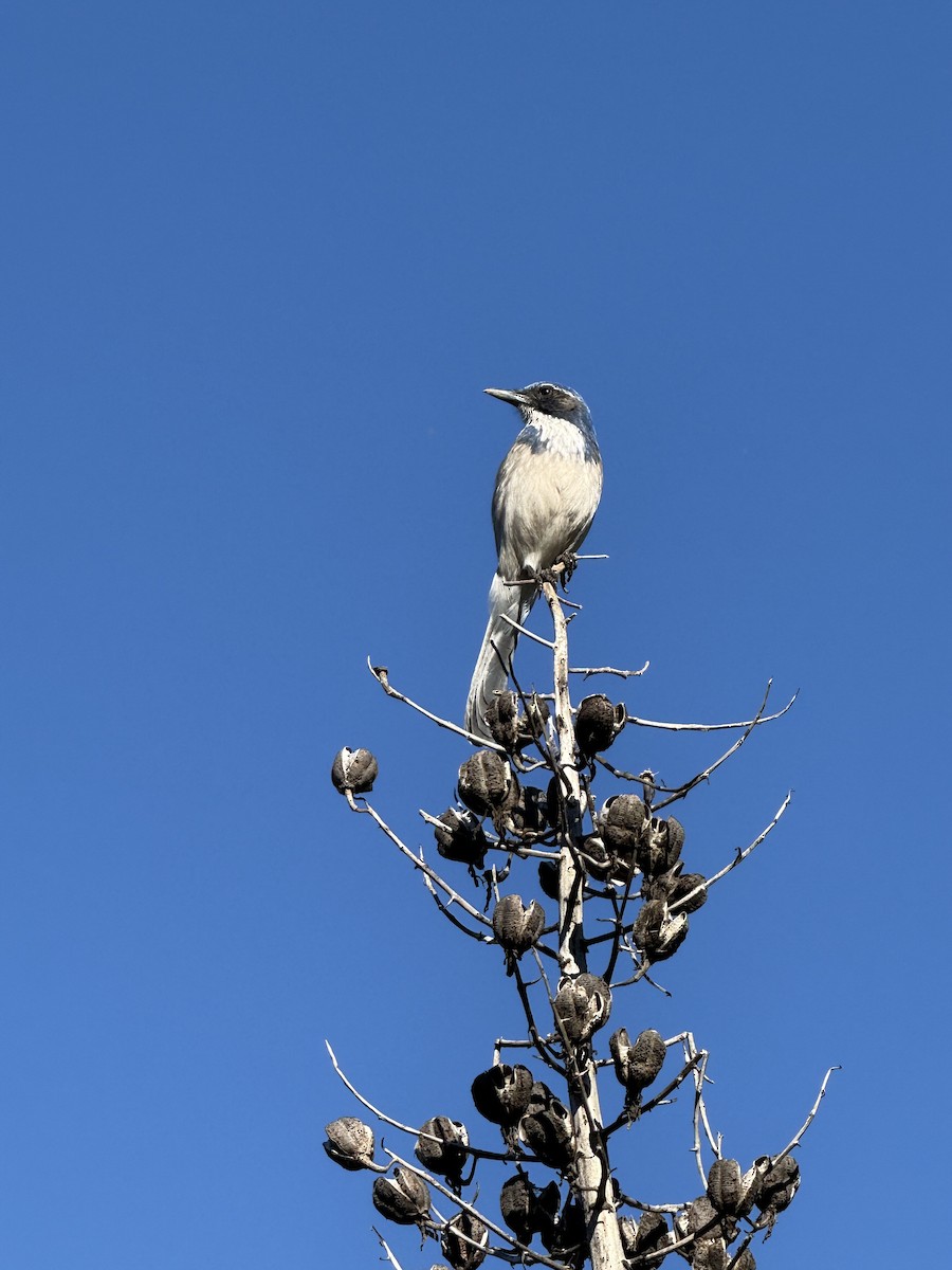 California Scrub-Jay - ML646036655