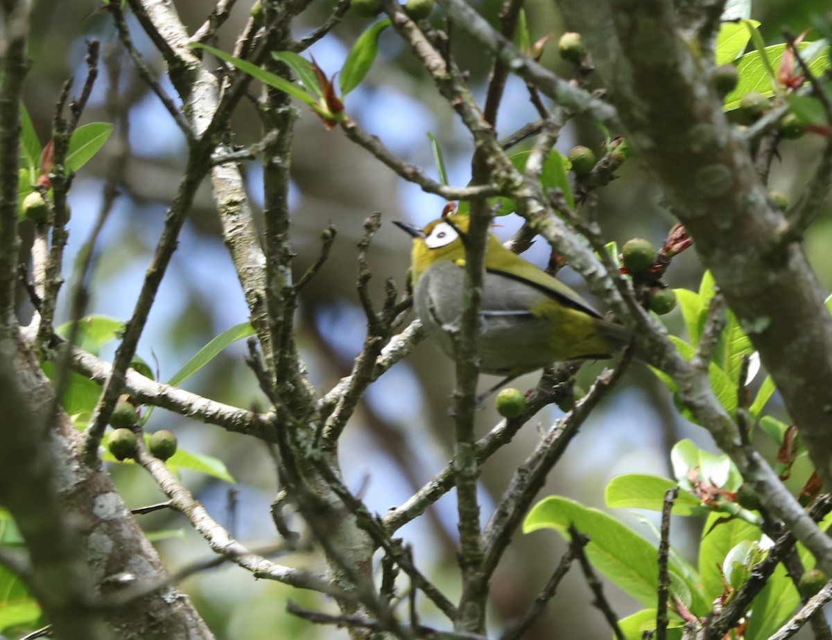 Taita White-eye - ML646036657