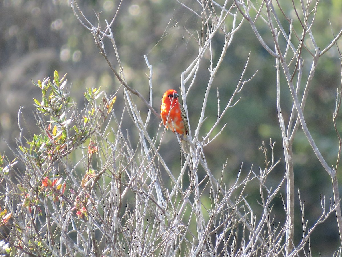 Red Fody - ML646036659